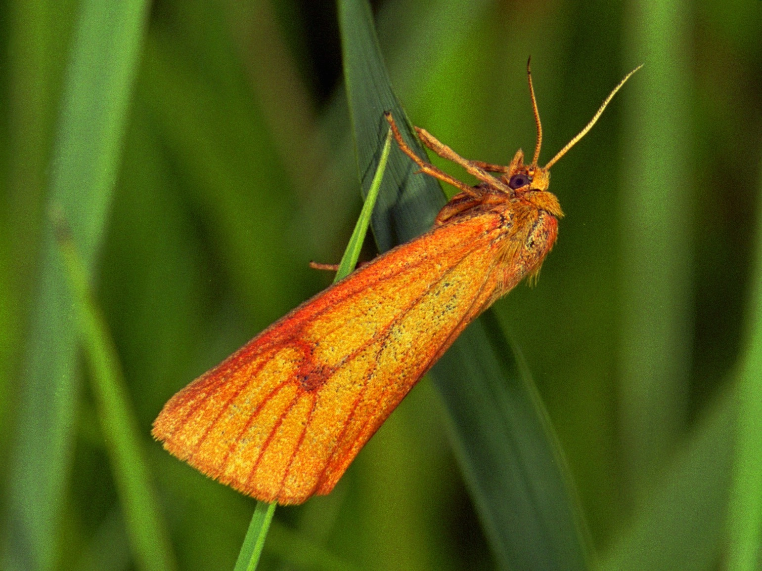 235_15A, Diacrisia sannio.jpg